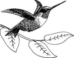 hummingbird animal drawing