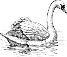 swan bird biology drawing