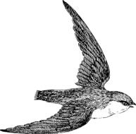 bird flying drawing