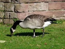canada goose