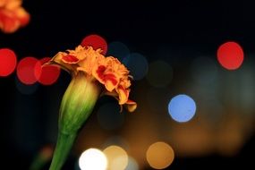 flower on bokeh background