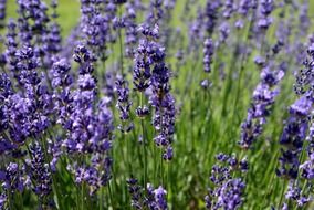 purple lavender flowers on the field