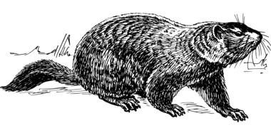 Ä°llustration of groundhog