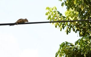 squirrel on the electric wire