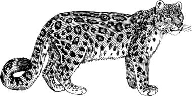 drawn black and white leopard on a white background