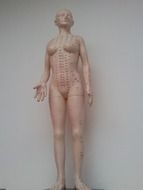 acupuncture doll model in medicine