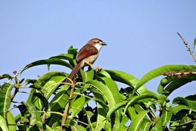 brown shrike or lanius