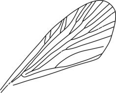 wing biology evolution drawing