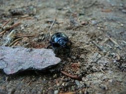 Earth-boring dung beetle on the ground