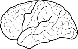 human brain with lines on white background