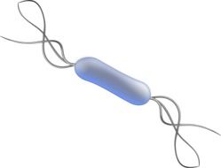 painted blue bacterium as an illustration