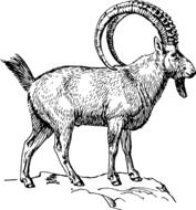 mountain goat on white