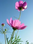 flower flowers pink cosmos