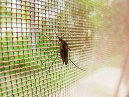 mosquito sits on a grid