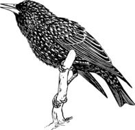 drawn black raven on a branch