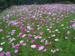 cosmos flock