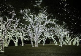 Photo of christmas lights on trees