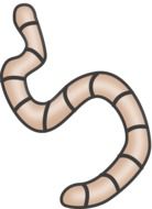 drawing of a striped worm on a white background