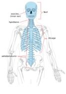 human skeleton, diagram