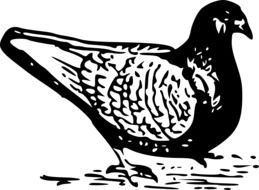 pigeon animal drawing