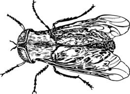 top view of fly, black and white drawing
