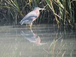 heron in a muddy swamp