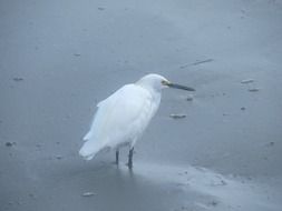 egret bird