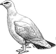 pigeon as a graphic image