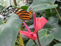 orange butterfly on pink flower