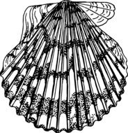black and white graphic image of a seashell