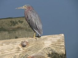 green heron, usa, south carolina