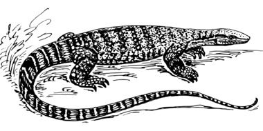 black and white drawing of a giant lizard