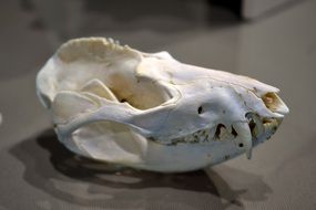 skull raccoon d