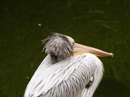 white wet pelican