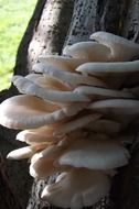 white mushrooms on a tree trunk