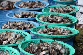 fish market