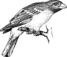 bird drawing in biology