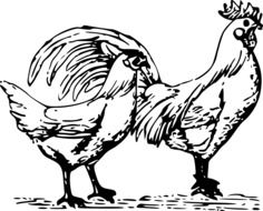 drawing rooster and chicken in biology