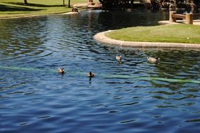 Wild ducks on a lake