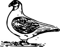 drawing dove on a white background