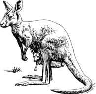 graphic image of a kangaroo with a baby
