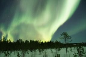 northern lights over the trees