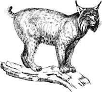 lynx wildcat drawing