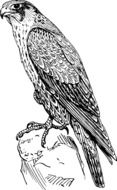 hawk on a branch in graphic representation