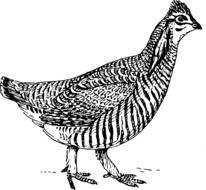 Black and white drawing of a bird clipart
