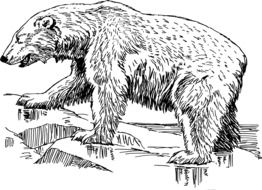 polar bear monohrom drawing