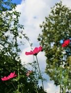 pink daisies on a background of trees