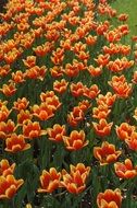 orange yellow tulips