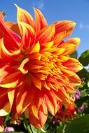 Beautiful giant dahlia flower