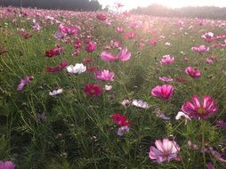 pink flower garden at the sun light